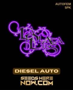 Diesel Auto (Autoflower) (space) La Plata Labs
