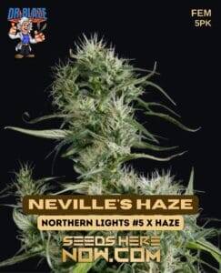 Neville's Haze S1 (Feminized) (space) Dr. Blaze