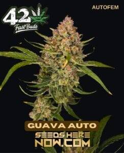 Guava Auto (Autoflower) (space) Fast Buds