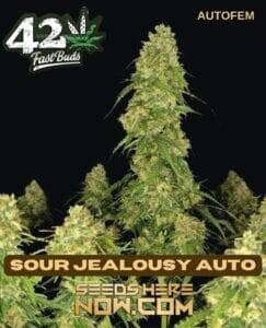 Sour Jealousy Auto (Autoflower) (space) Fast Buds