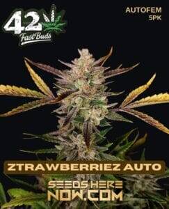 Ztrawberriez Auto (Autoflower) (space) Fast Buds