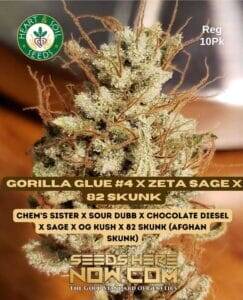 Gorilla Glue #4 x Zeta S.A.G.E. x 82 Skunk (Regular) (space) Heart & Soil Seeds