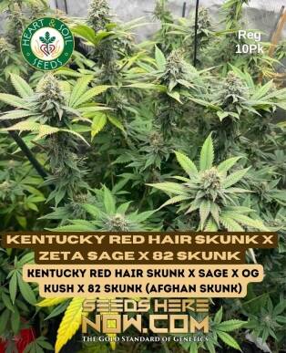 Kentucky Red Hair Skunk x Zeta S.A.G.E. x 82 Skunk (Regular) (space) Heart & Soil Seeds
