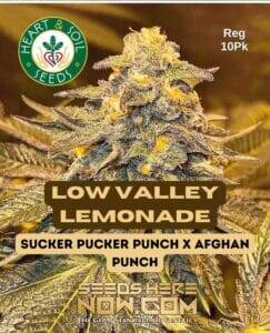 Low Valley Lemonade (Regular) (space) Heart & Soil Seeds