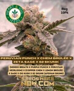Peruvian Punch x Chem Brûlée x Zeta S.A.G.E. x 82 Skunk (Regular) (space) Heart & Soil Seeds