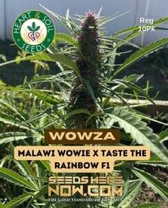 Wowza (Regular) (space) Heart & Soil Seeds