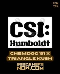 Chemdog '91 x Triangle Kush (Feminized) (space) CSI Humboldt