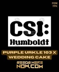 Purple Urkle 103 x Wedding Cake (Feminized) (space) CSI Humboldt