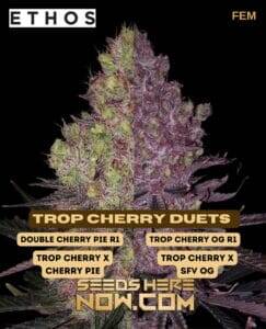 Trop Cherry Duet (Feminized) (space) Ethos Genetics