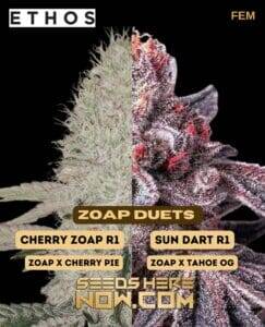 Zoap Duet (Feminized) (space) Ethos Genetics