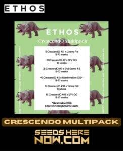 Crescendo Multipack (Feminized) (space) Ethos Genetics