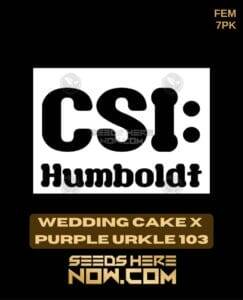 Wedding Cake x Purple Urkle 103 (Feminized) (space) CSI Humboldt
