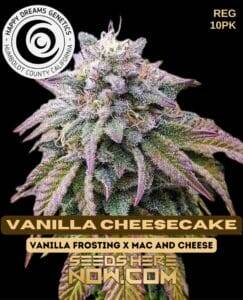 Vanilla Cheesecake (Regular) (space) Happy Dreams Genetics
