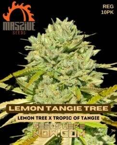 Lemon Tangie Tree (Regular) (space) Massive Seeds