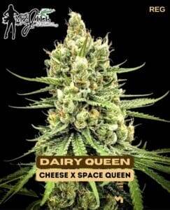 Dairy Queen (Regular) (space) Mz Jill Genetics