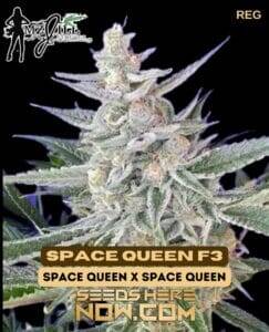 Space Queen F3(Regular) (space) Mz Jill Genetics