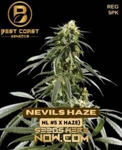 Nevils Haze (Regular) (space) Best Coast Genetics