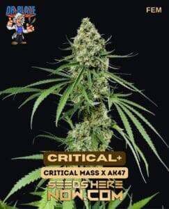 Critical+ S1 (Feminized) (space) Dr. Blaze