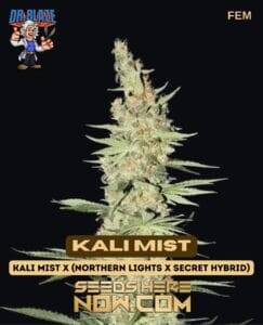 Kali Mist S1 (Feminized) (space) Dr. Blaze