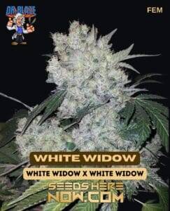 White Widow S1 (Feminized) (space) Dr. Blaze