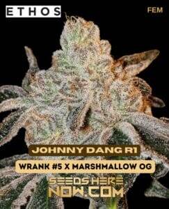 Johnny Dang R1 (Feminized) (space) Ethos Genetics