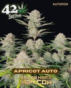 Apricot (Autoflower) (space) Fast Buds