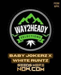 Baby Jokerz x White Runtz (Feminized) (space) Way2heady Selections
