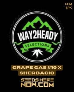 Grape Gas #10 x Sherbacio (Feminized) (space) Way2heady Selections