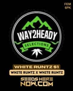 White Runtz S1 (Feminized) (space) Way2heady Selections
