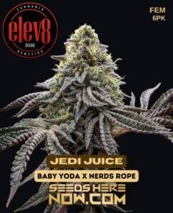 Jedi Juice (Feminized) (space) Elev8 Seeds