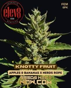 Knotty Fruit (Feminized) (space) Elev8 Seeds