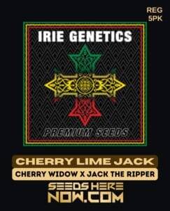 Cherry Lime Jack (Regular) (space) Irie Genetics
