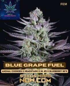 Blue Grape Fuel S1 (Feminized) (space) Pure XX