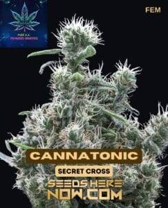 Cannatonic S1 (Feminized) (space) Pure XX