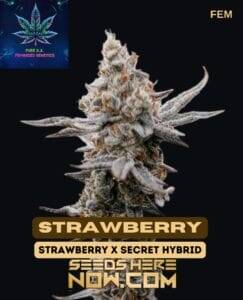 Strawberry S1 (Feminized) (space) Pure XX