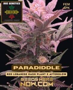 Paradiddle (Feminized) (space) Irie Genetics