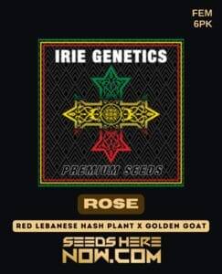Rose (Feminized) (space) Irie Genetics