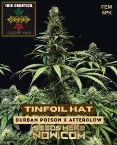 Tinfoil Hat (Feminized) (space) Irie Genetics