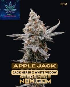 Apple Jack S1 (Feminized) (space) Pure XX