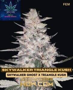 Skywalker Triangle Kush S1 (Feminized) (space) Pure XX