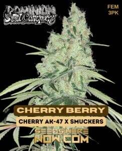 Cherry Berry (Feminized) (space) Dominion Seed Company