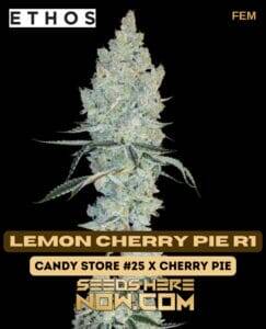 Lemon Cherry Pie R1 (Feminized) (space) Ethos Genetics