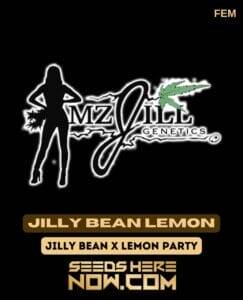 Jilly Bean Lemon (Feminized) (space) Mz Jill Genetics