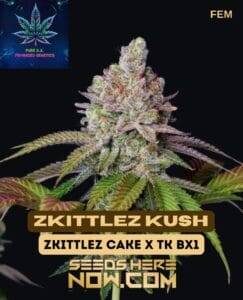 Zkittlez Kush S1 (Feminized) (space) Pure XX