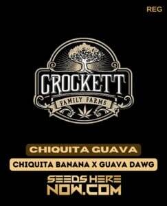 Chiquita Guava (Regular) (space) Crockett Family Farms