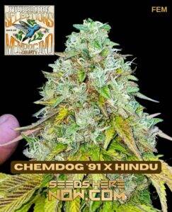 Freeborn Selections (space) Chemdog '91 x Hindu {FEM} [10pk]