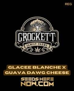 Glacee Blanche x Guava Dawg (Regular) (space) Crockett Family Farms