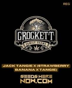Jack Tangie x (Strawberry Banana x Tangie) (Regular) (space) Crockett Family Farms