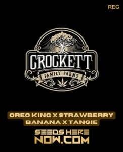 Oreo King x Strawberry Banana x Tangie (Regular) (space) Crockett Family Farms