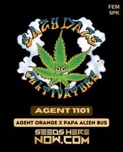 Agent 1101 (Feminized) (space) Eazy Daze Cultivators